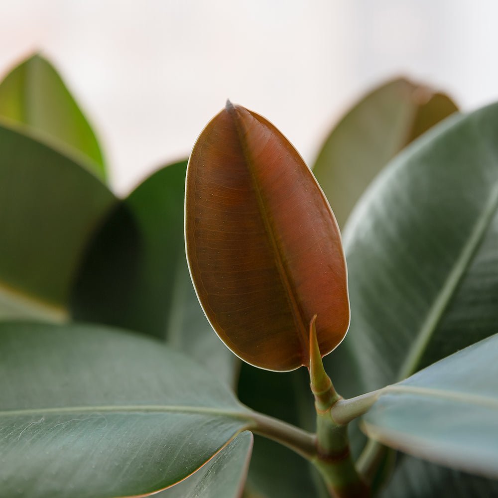 Arbore de Cauciuc (Ficus Robusta) - 155 cm