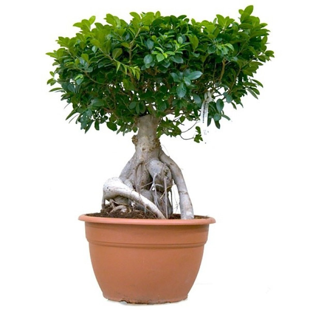 Фикус Bonsai Ginseng, 40 см, с дебели корени, стайно растение, пречиства въздуха