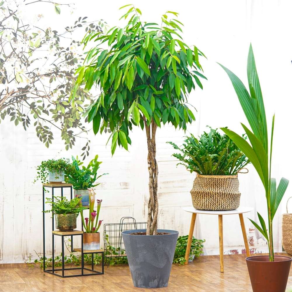 Ficus Amstel King, 140 cm Tip Copac cu Tulpina Dubla Impletita