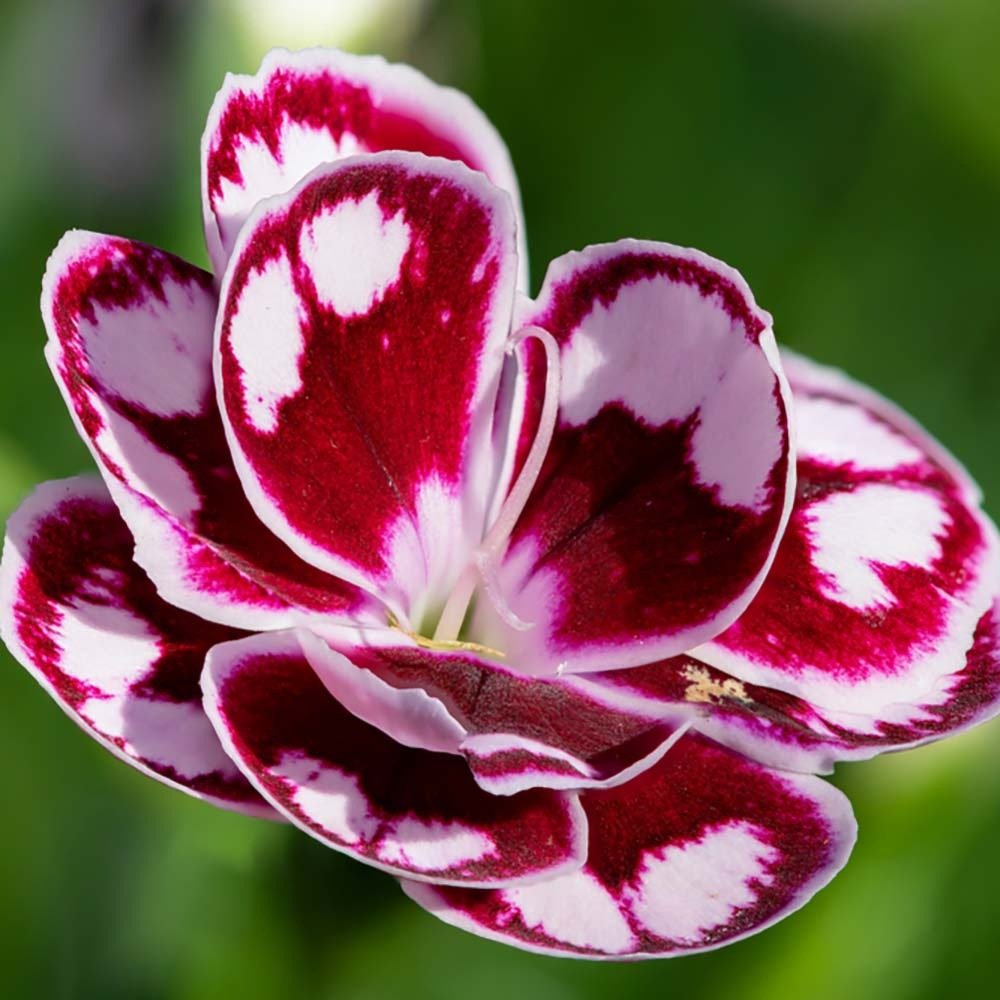 Garofita Bicolor Sunflor Charmy, cu flori roz-rosu si marginii albe, parfum puternic