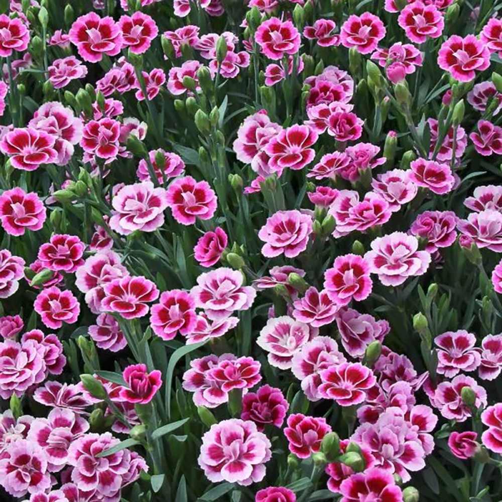 Garofita (Dianthus) Pink Kisses, cu flori bicolor si parfum seducator