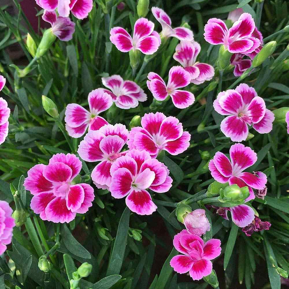 Garofita (Dianthus) Pink Kisses, cu flori bicolor si parfum seducator