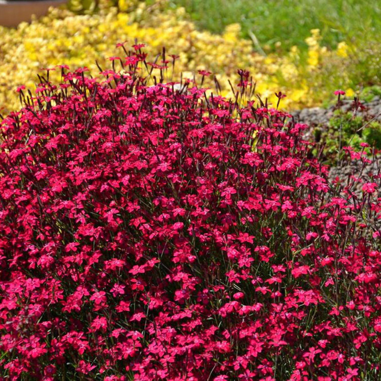 Garofita Leuchtfunk