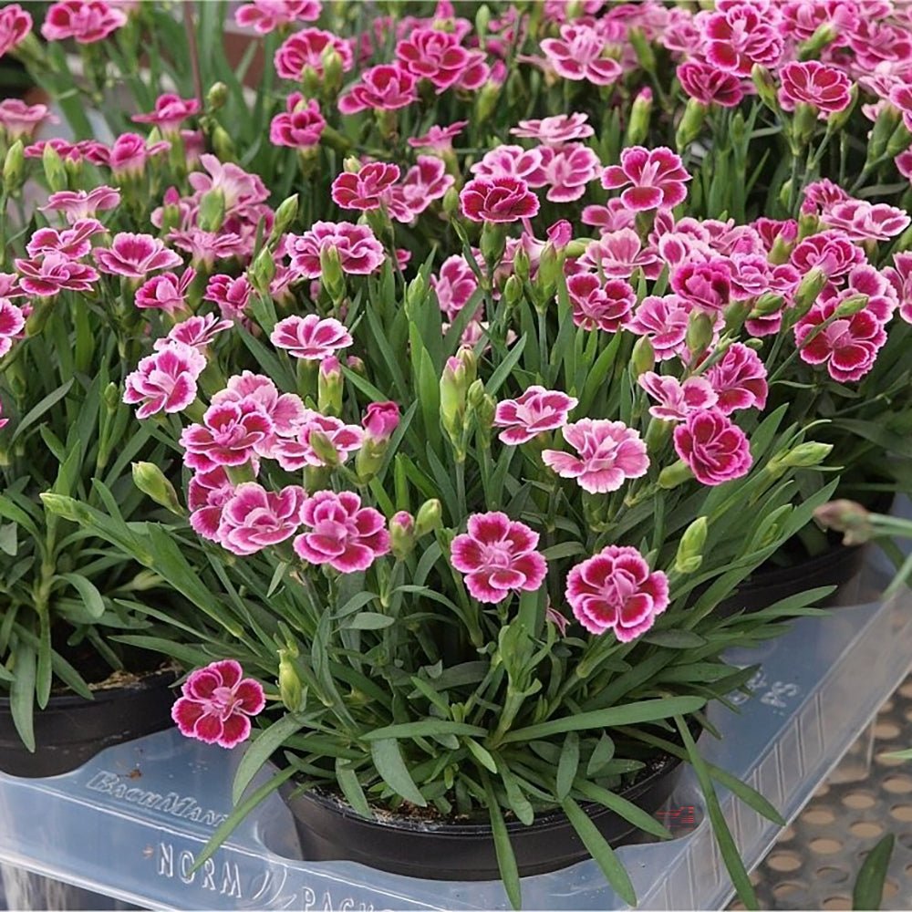 Garofita (Dianthus) Pink Kisses, cu flori bicolor si parfum seducator
