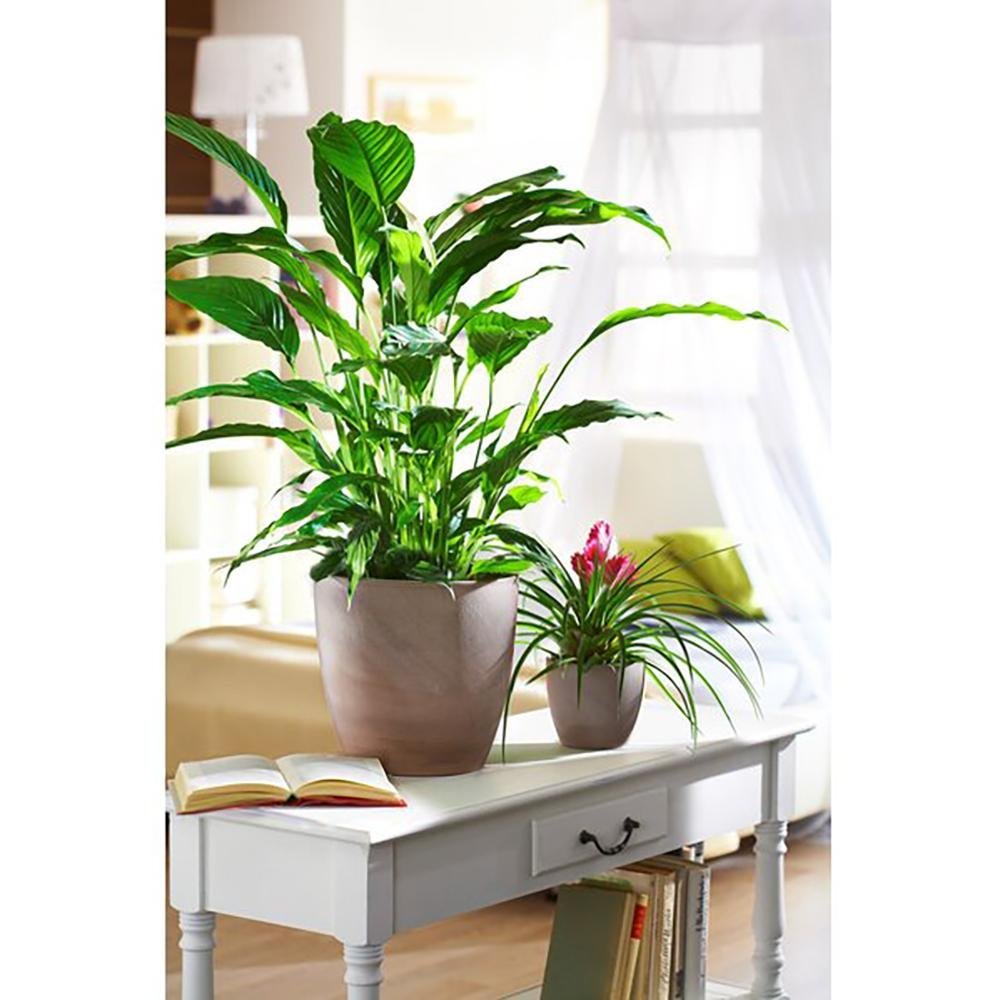 Ghiveci plante rotund Ceramic Scheurich, Ø 28 cm, H25,2 cm, Maro