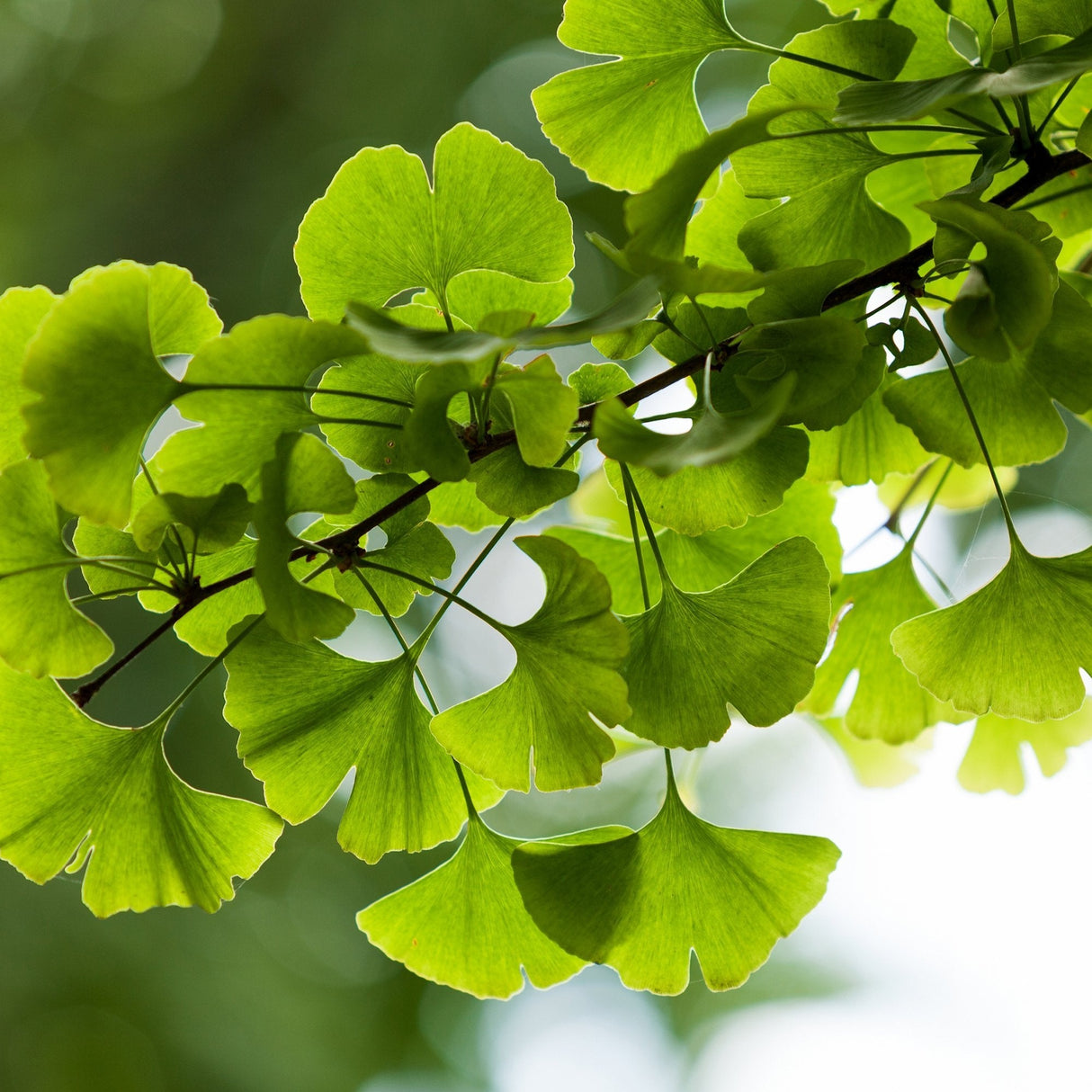 Дърво на пагодите (Ginkgo Biloba)