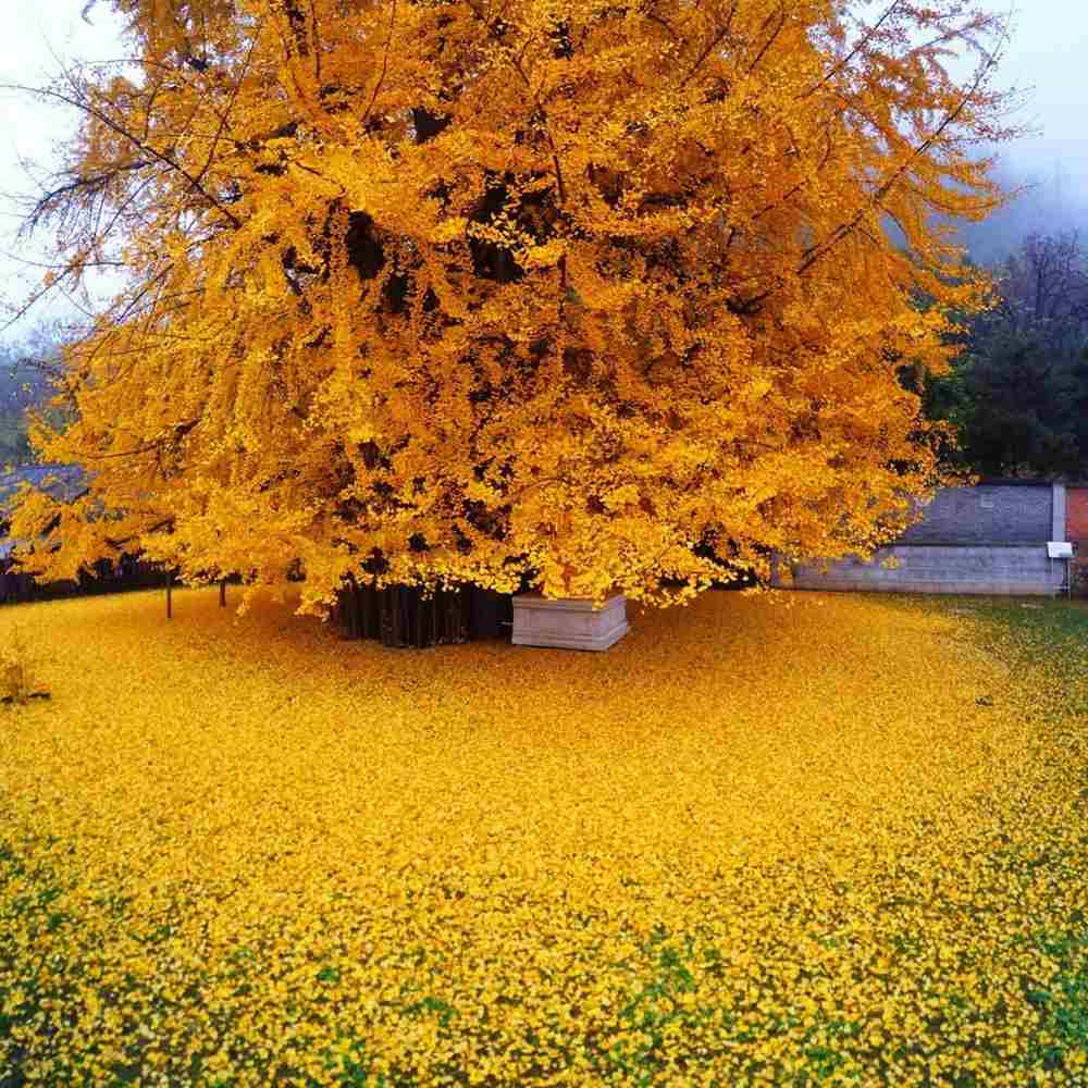 Arborele Pagodelor (Ginkgo Biloba), colorit de toamna cu frunze aurii, specie antica, perfect pentru umbra