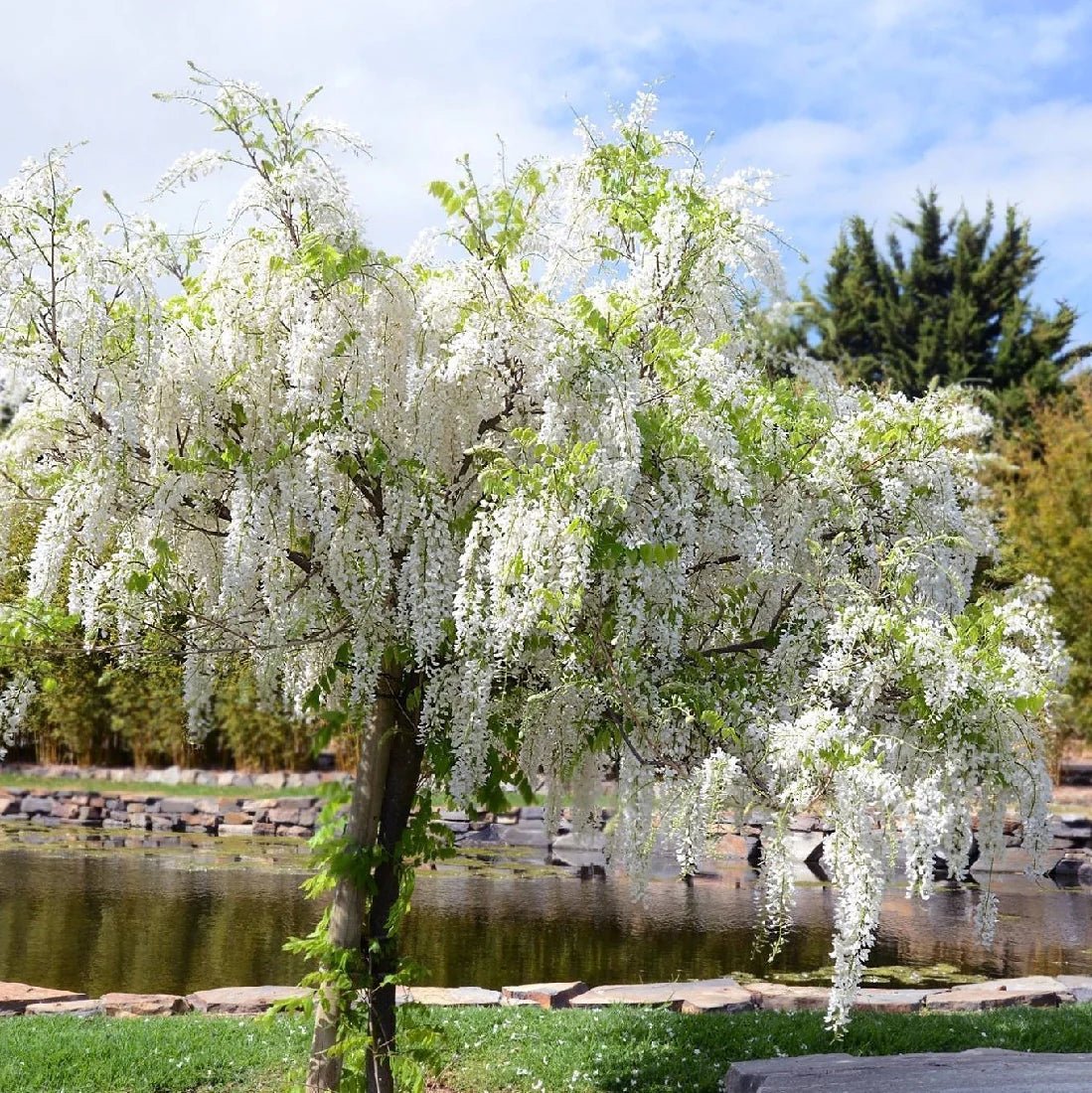 Glicina (Wisteria) cataratoare Kapitan Fui cu flori albe - Tip Copac
