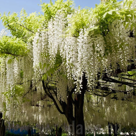 Катерене Wisteria Shiro Kapitan, с бели цветя