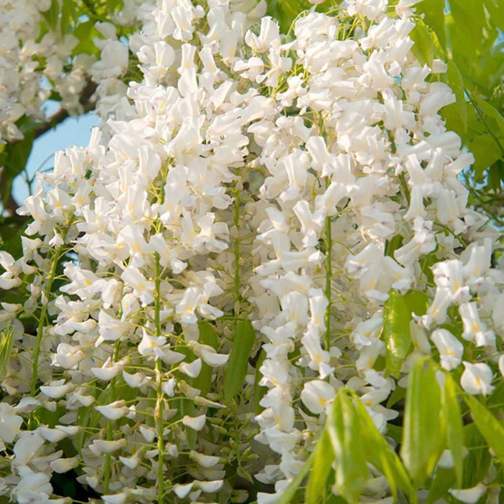 Glicina (Wisteria) cataratoare Shiro Kapitan, cu flori albe