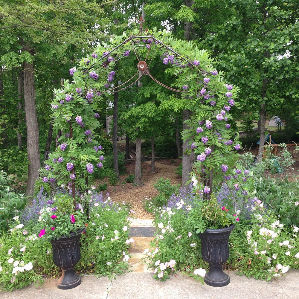 Glicina (Wisteria) cataratoare Amethyst Falls, cu flori mov albastru