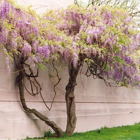 Катерене Wisteria Rosea, с розови цветя