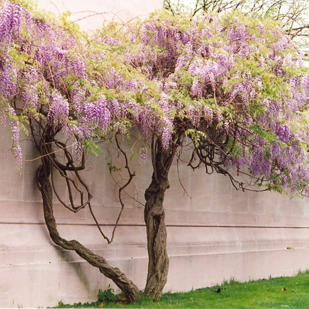 Glicina (Wisteria) cataratoare Rosea, cu flori roz