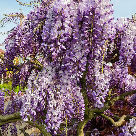 Катерене Wisteria Sinensis Prolific, с лилави цветове