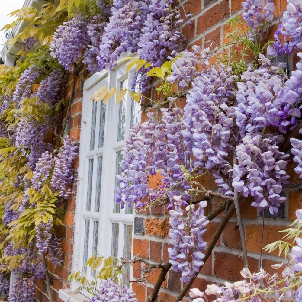 Glicina (Wisteria) cataratoare Naga Noda, cu flori albastre-violet