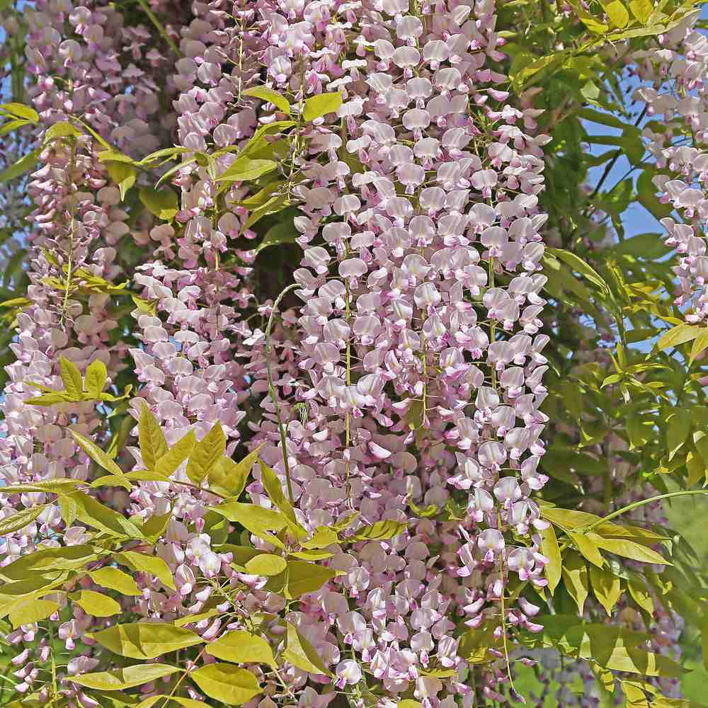 Glicina (Wisteria) cataratoare Honbeni cu flori roz-pal