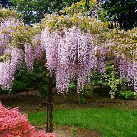 Катерене Wisteria Honbeni с бледорозови цветя