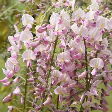 Катерене Wisteria Honbeni с бледорозови цветя