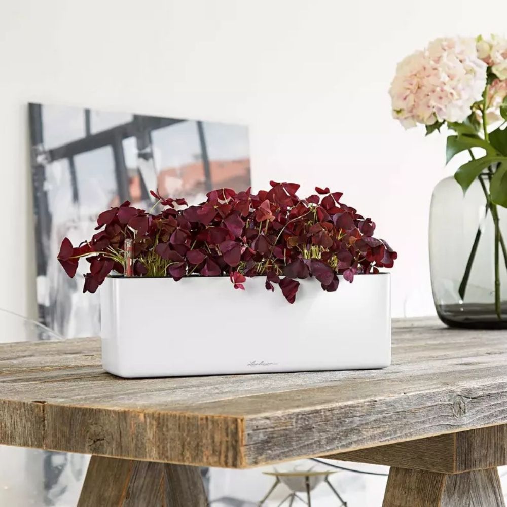 Ghiveci Auto-Irigant Lechuza Cube Glossy Triple, alb lucios, pentru plante cu ghiveci, sistem de autoirigare, insert detasabil, strat de drenaj