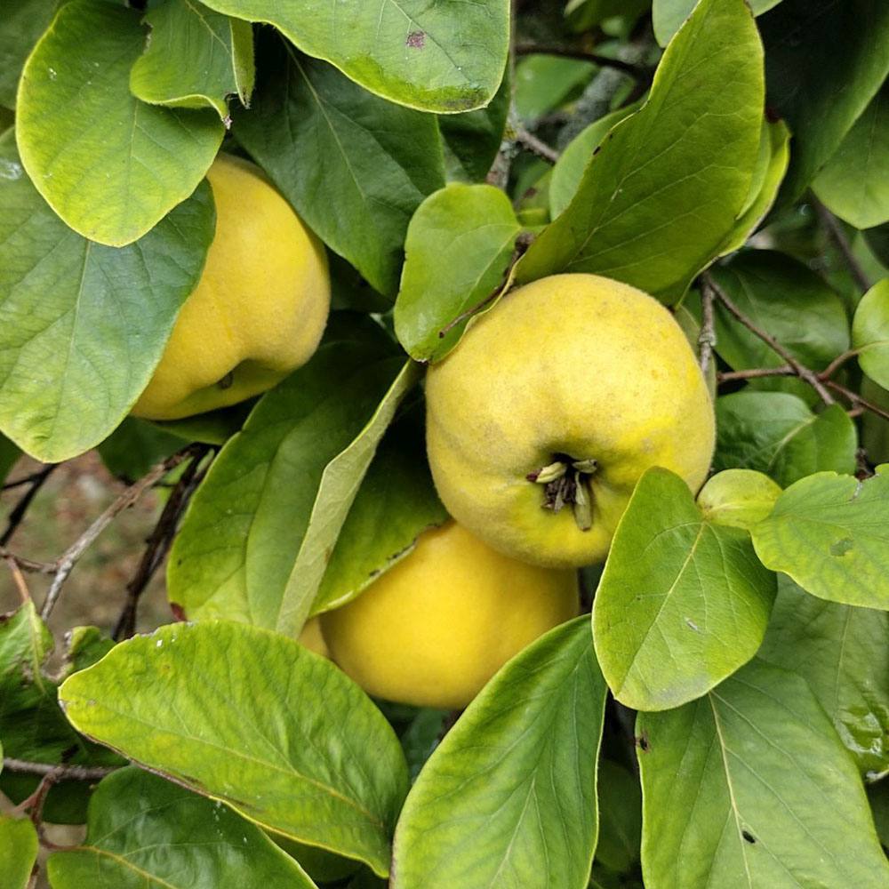 Gutui (Cydonia oblonga), cu fructe amarui