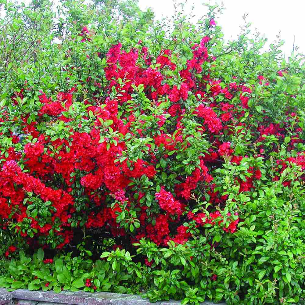 Gutui Japonez, Merisor (Chaenomeles) Crimson and Gold, cu flori rosu-auriu