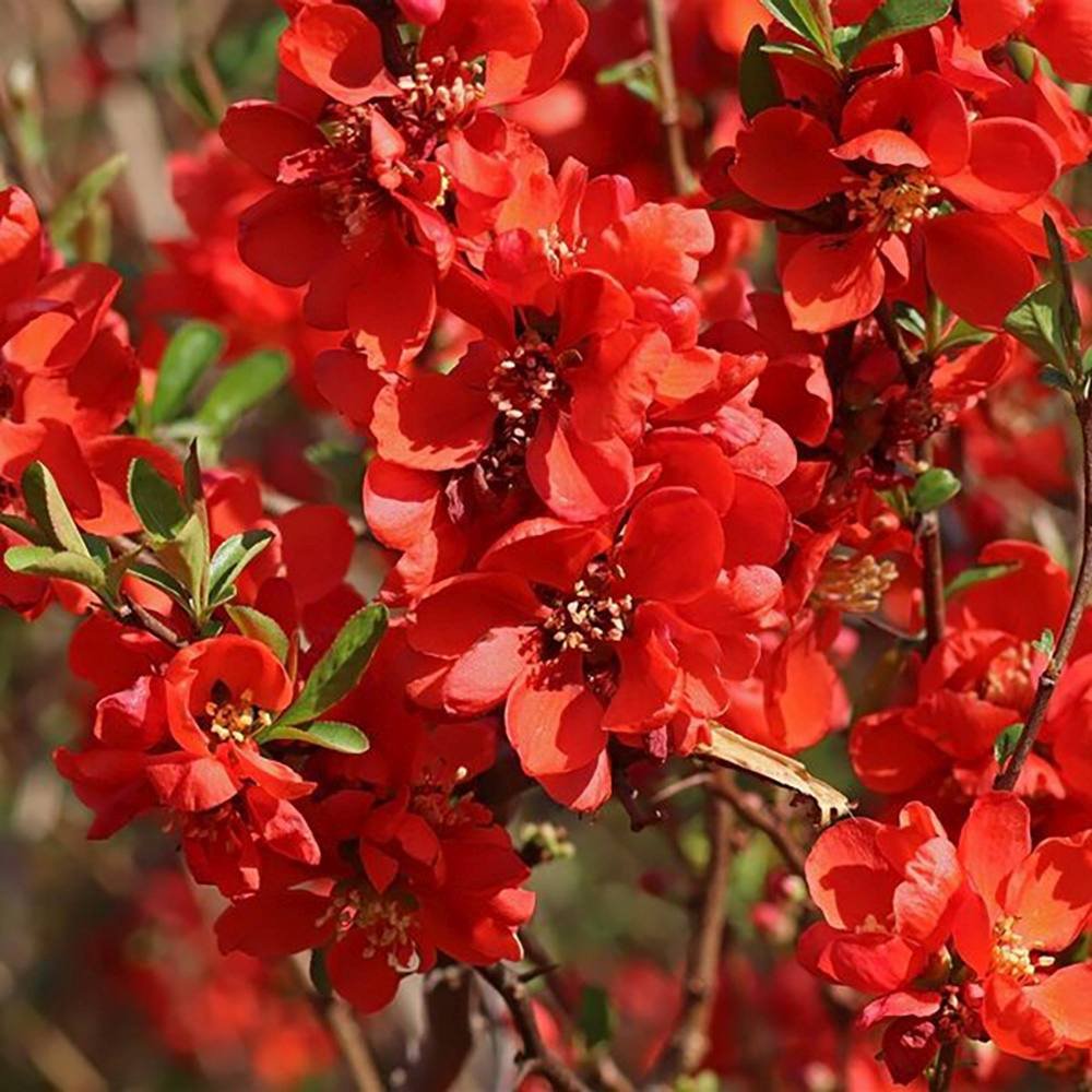 Gutui Japonez, Merisor (Chaenomeles) Nicoline, cu flori rosii
