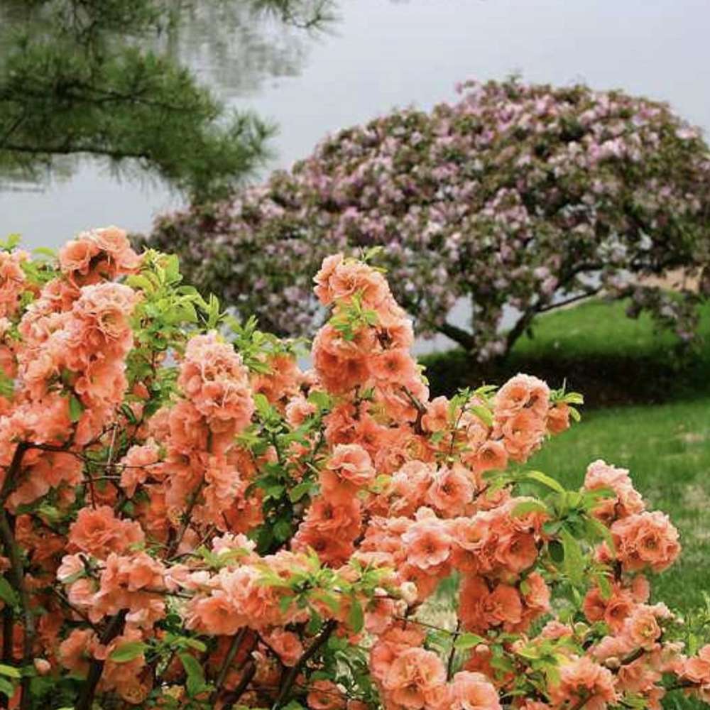 Gutui Japonez, Merisor (Chaenomeles) Orange Trail, cu flori portocalii