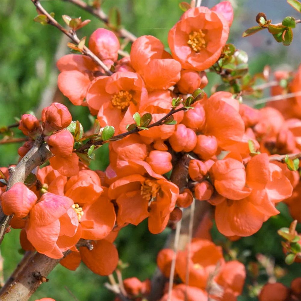 Gutui Japonez, Merisor (Chaenomeles) Orange Trail, cu flori portocalii