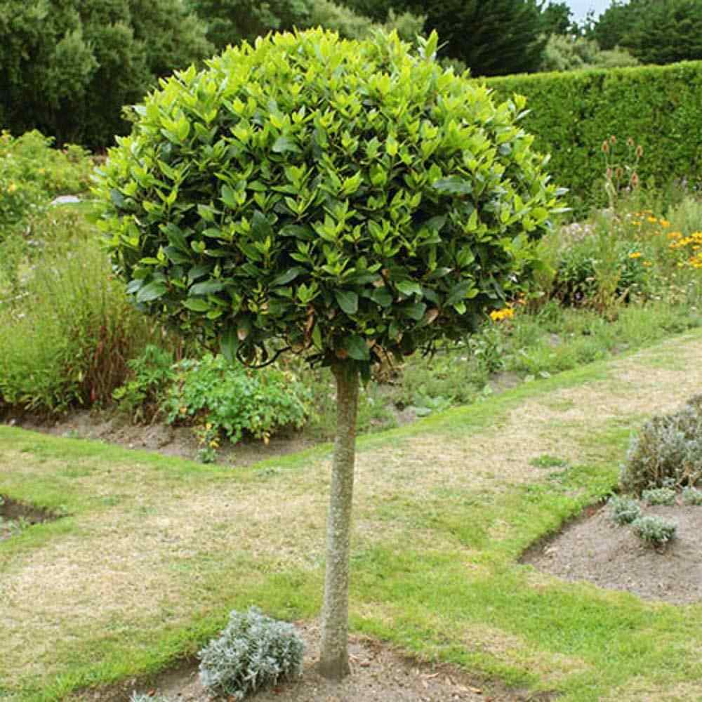 Dafin Comestibil - Tip Copac Ornamental cu Tulpina in forma de Inima