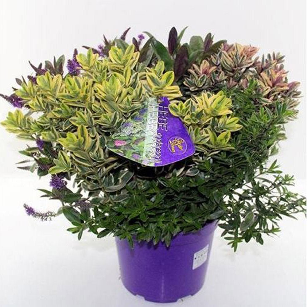 Hebe Addenda Quattro- 4 culori