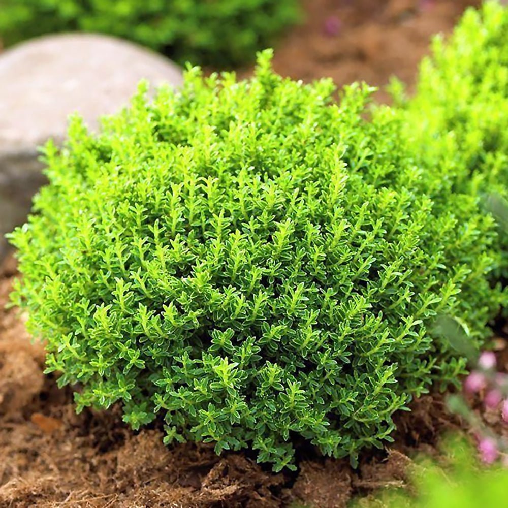 Hebe Globular Emerald Green