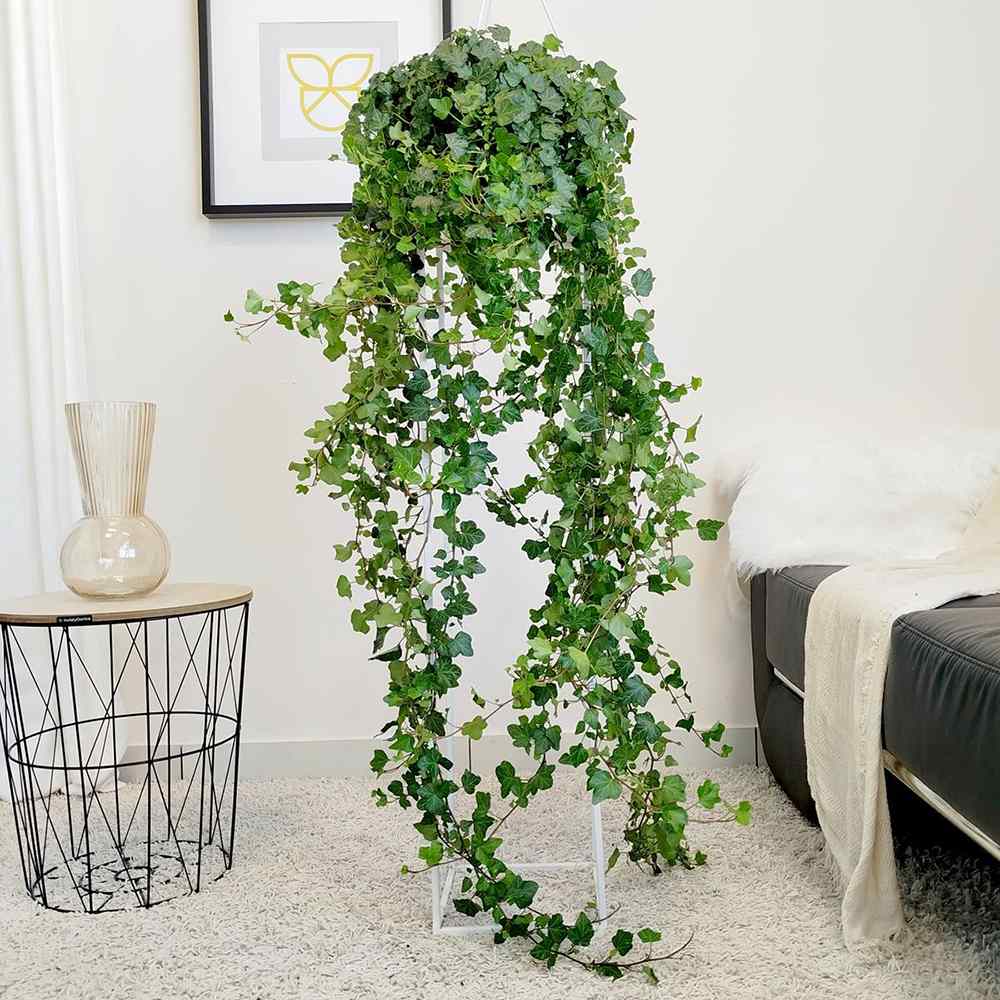Бръшлян Helix Wonder, 110 см, декоративно стайно растение, висящо, пречиства въздуха, лесно за отглеждане