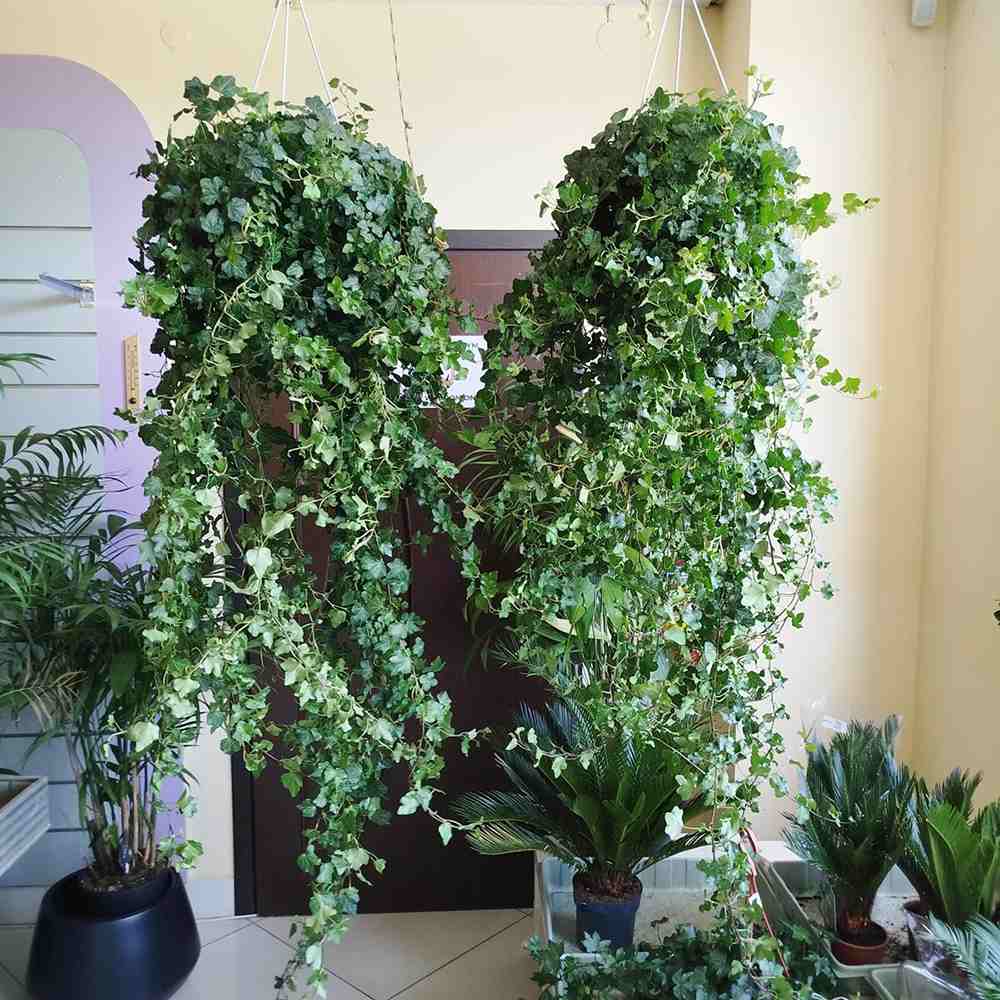 Бръшлян Hedera Helix 'Wonder' 140 см – декоративно стайно растение, пречистващо въздуха