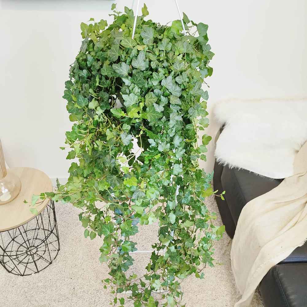 Бръшлян Hedera Helix 'Wonder' 140 см – декоративно стайно растение, пречистващо въздуха