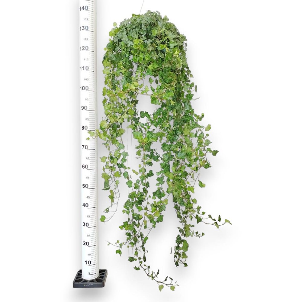 Бръшлян Helix Wonder, 110 см, декоративно стайно растение, висящо, пречиства въздуха, лесно за отглеждане
