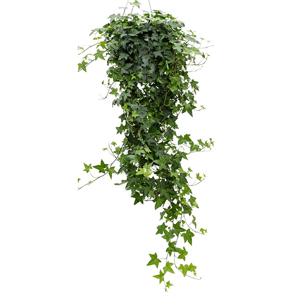 Бръшлян Hedera Helix 'Wonder' 140 см – декоративно стайно растение, пречистващо въздуха