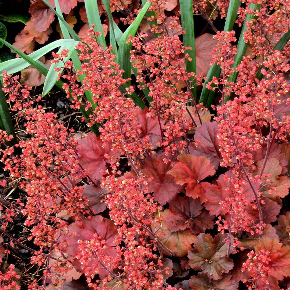 Clopotel purpuriu rosu-inchis (Heuchera) Cherry Cola, acoperitor de sol