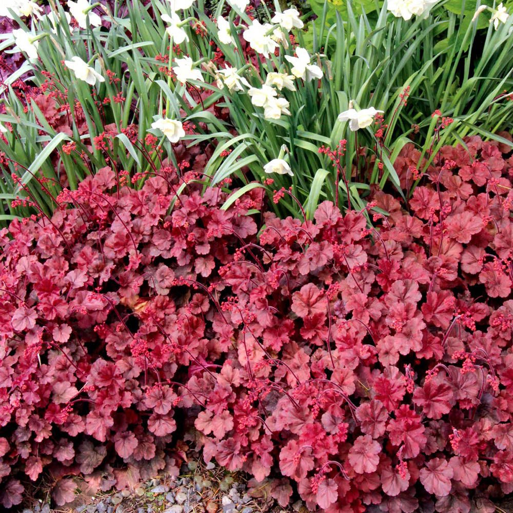 Clopotel purpuriu rosu-inchis (Heuchera) Cherry Cola, acoperitor de sol