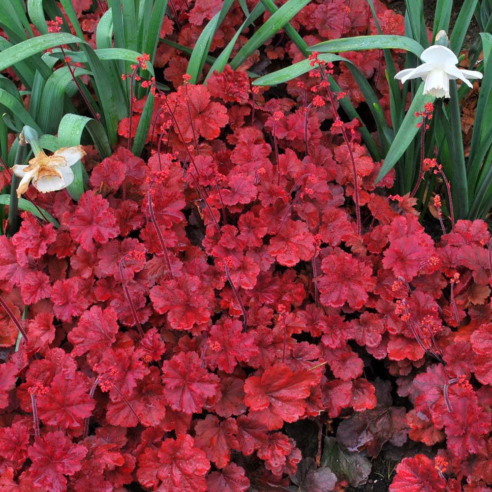 Clopotel purpuriu rosu-inchis (Heuchera) Cherry Cola, acoperitor de sol