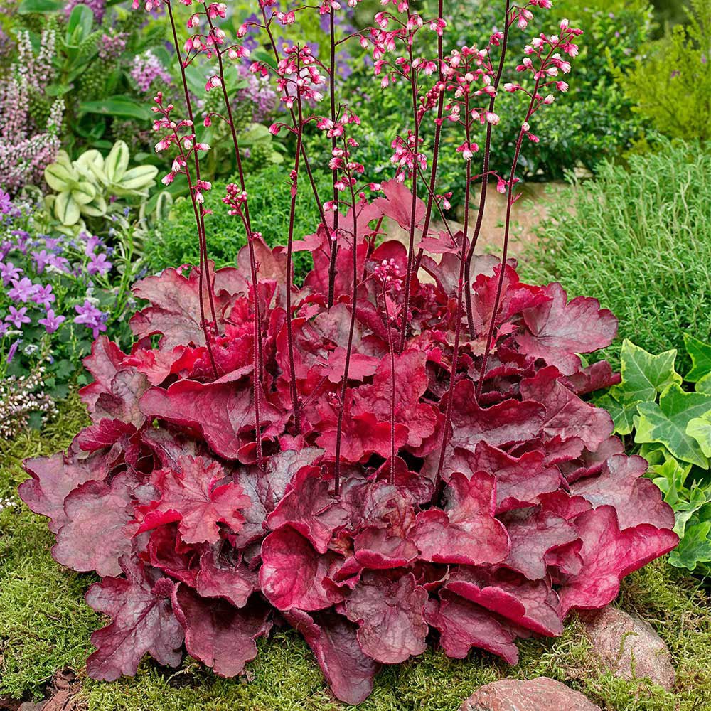 Clopotel purpuriu rosu (Heuchera) Fire Alarm, acoperitor de sol