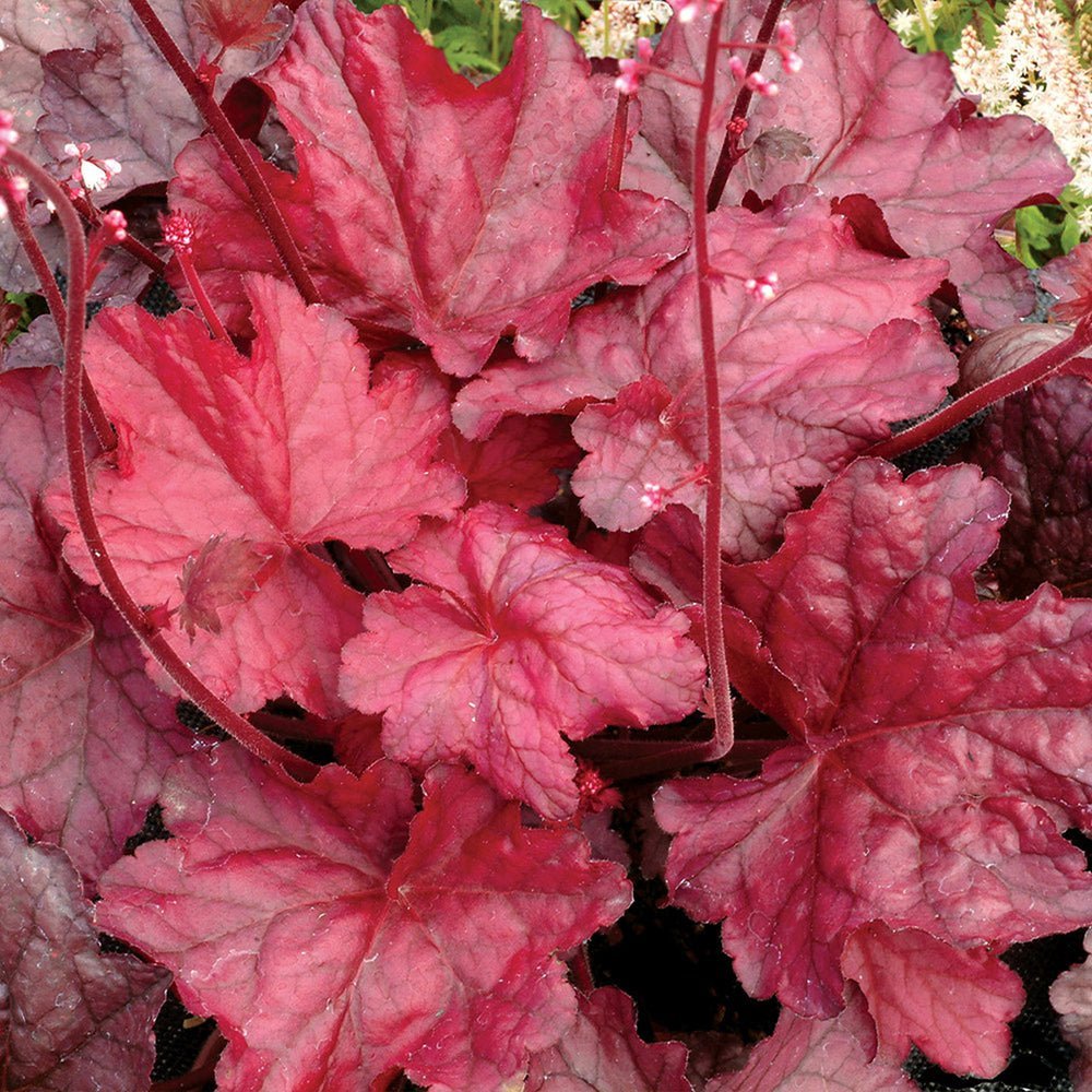 Clopotel purpuriu rosu (Heuchera) Fire Chief, acoperitor de sol