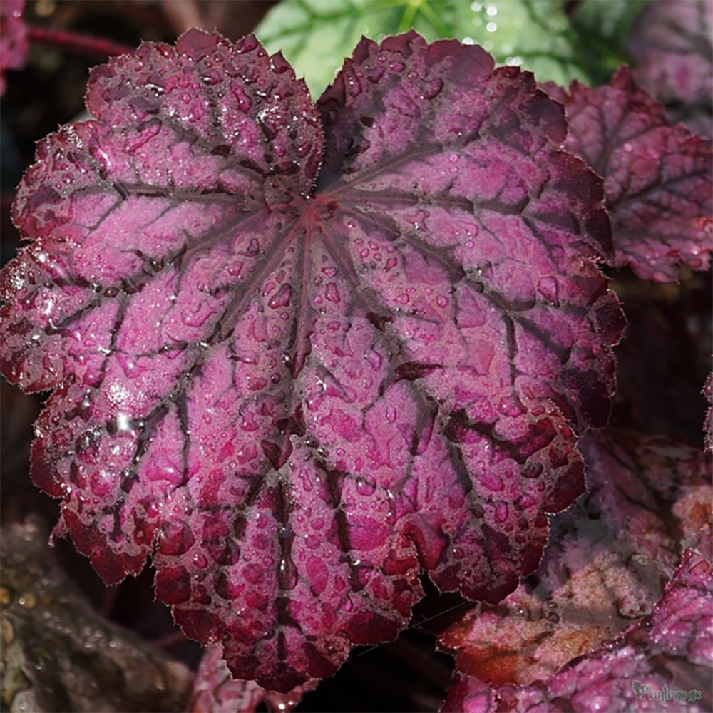 Камбанка пурпурна (Heuchera) Frosty Night, почвопокривно растение