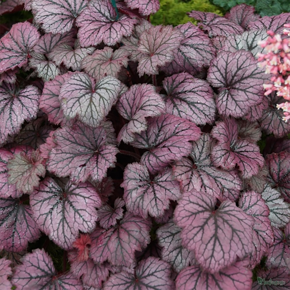 Камбанка пурпурна (Heuchera) Frosty Night, почвопокривно растение