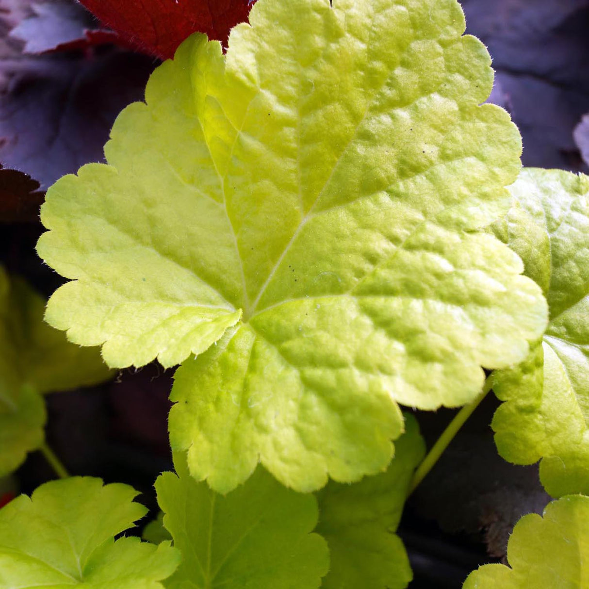 Clopotel purpuriu verde-lime (Heuchera) Lime Marmalade, acoperitor de sol