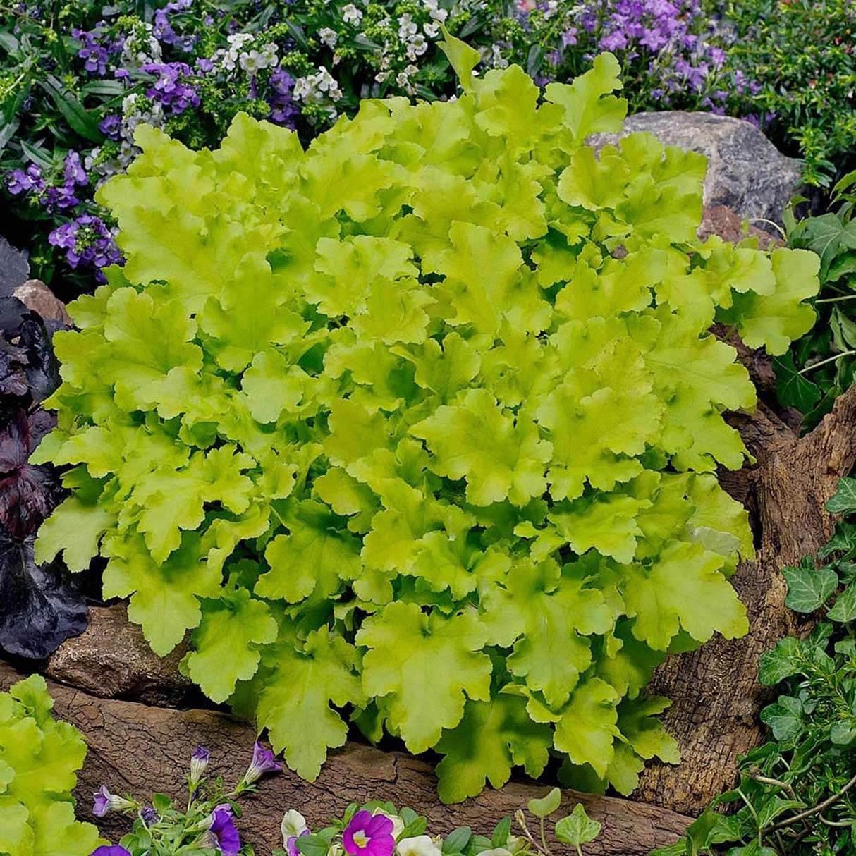 Clopotel purpuriu verde-lime (Heuchera) Lime Marmalade, acoperitor de sol