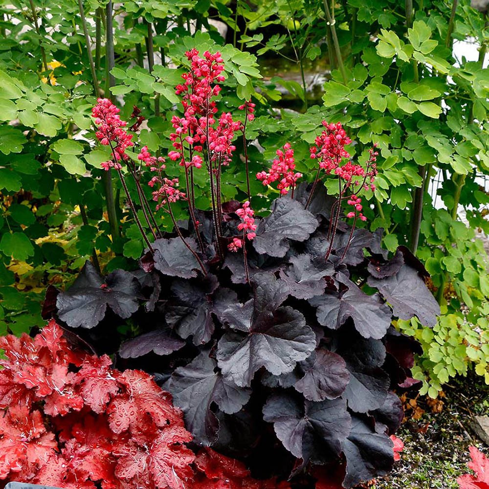 Clopotel purpuriu negru (Heuchera) Black Forest Cake, acoperitor de sol