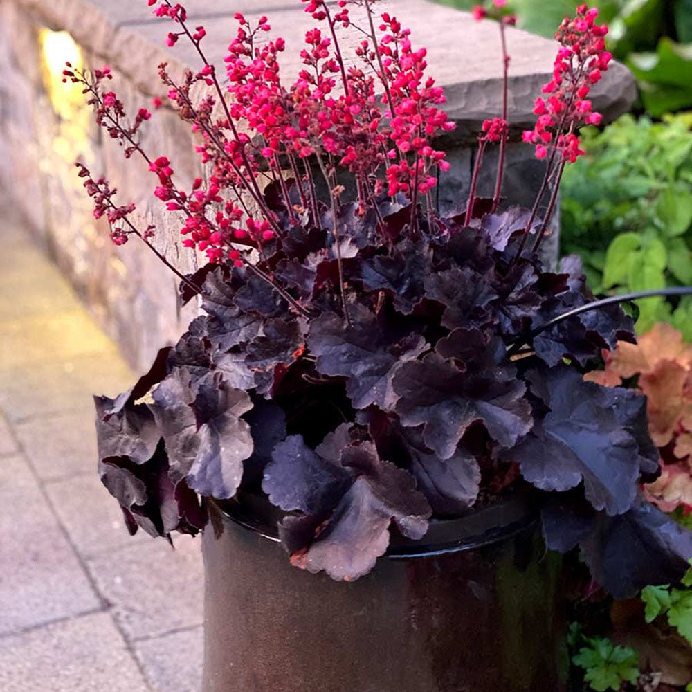 Clopotel purpuriu negru (Heuchera) Black Forest Cake, acoperitor de sol