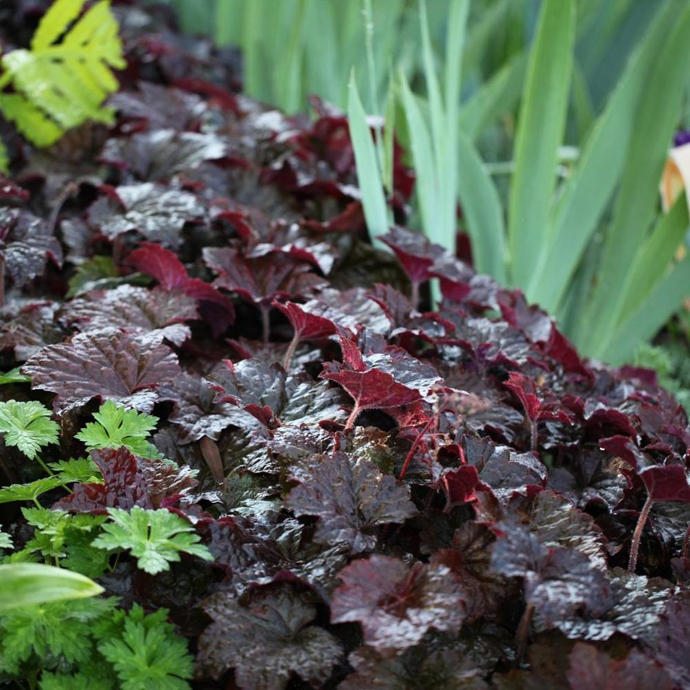 Clopotel purpuriu inchis (Heuchera) Palace Purple, acoperitor de sol