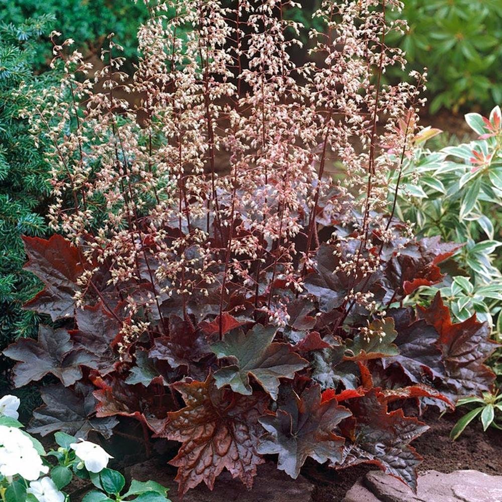 Clopotel purpuriu inchis (Heuchera) Palace Purple, acoperitor de sol