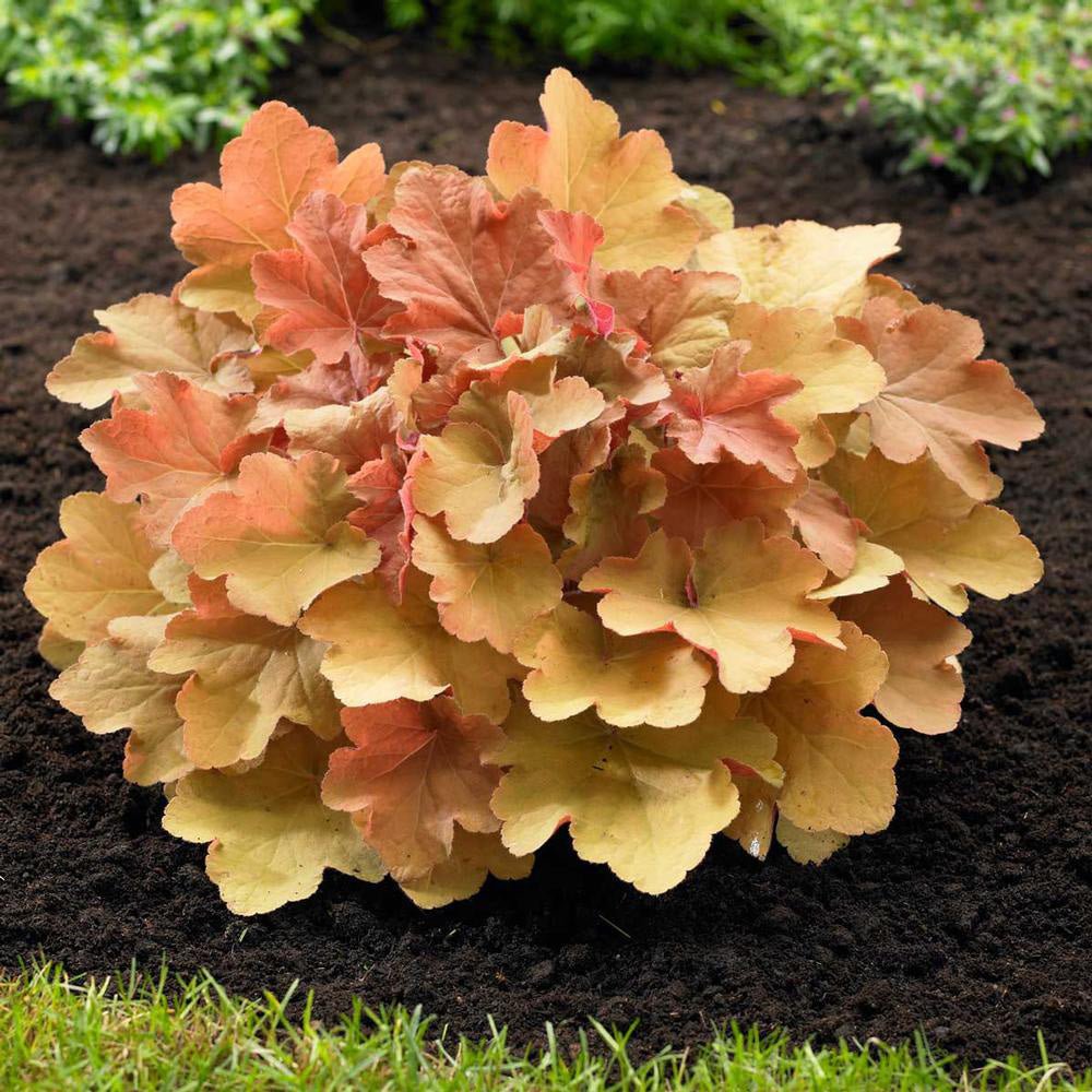Clopotel purpuriu portocaliu (Heuchera) Timeless Orange, acoperitor de sol